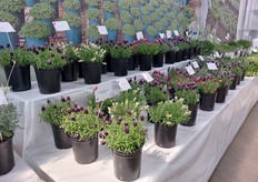 Hishtil's range of lavendula.